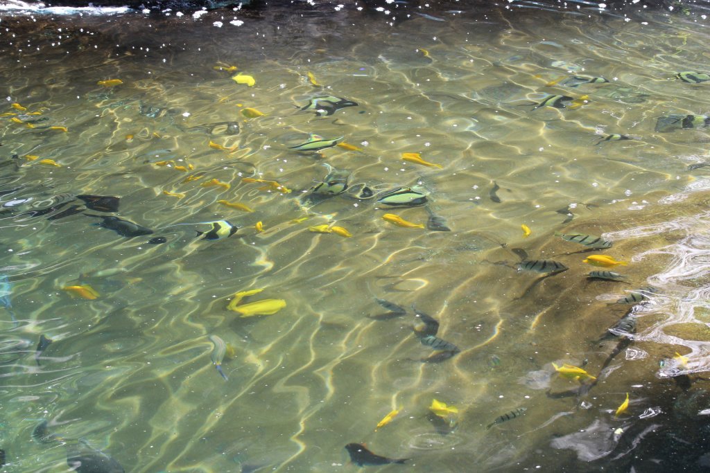 Fish in the Snorkelling pool