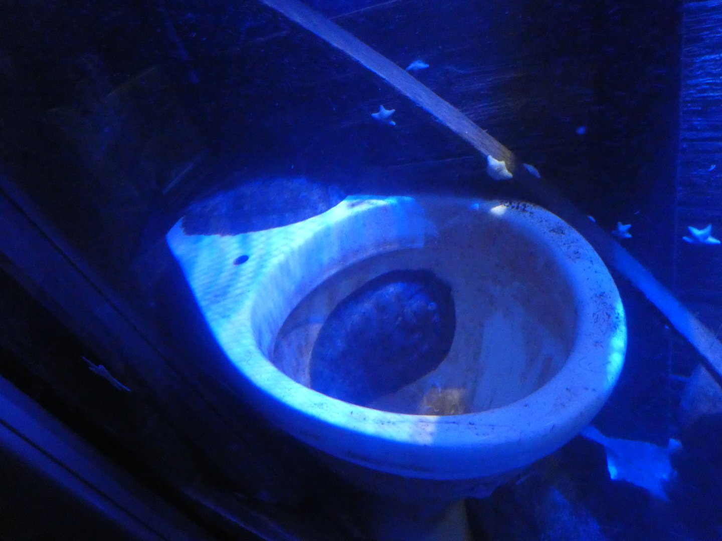 Fish in toilet - Anglesey Sea Zoo