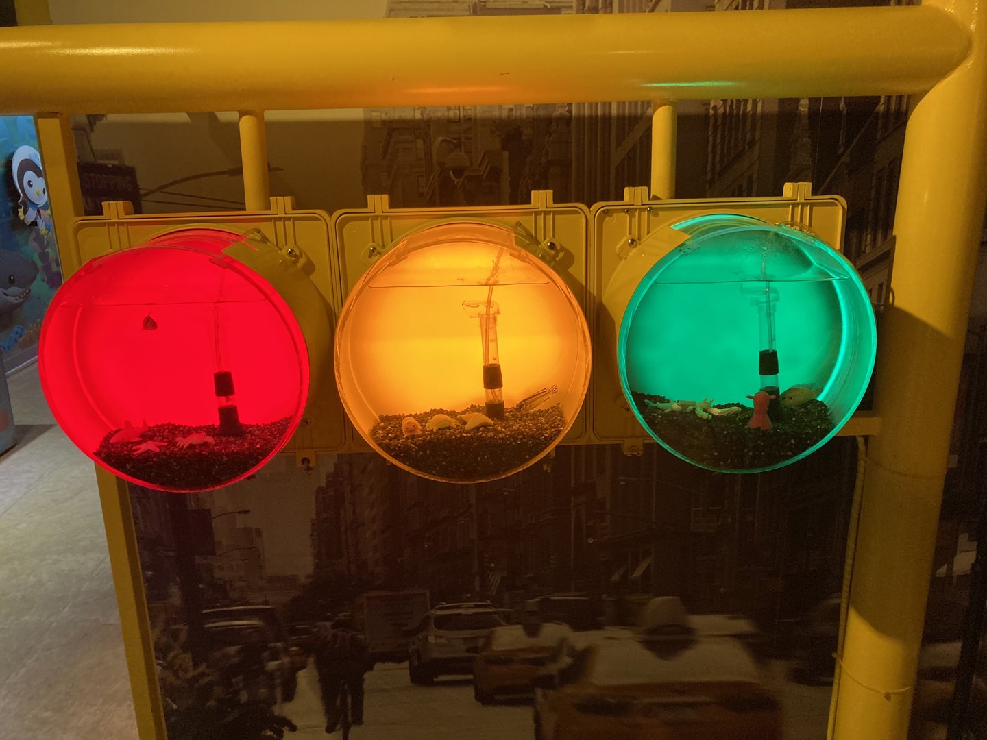 Fish in traffic lights