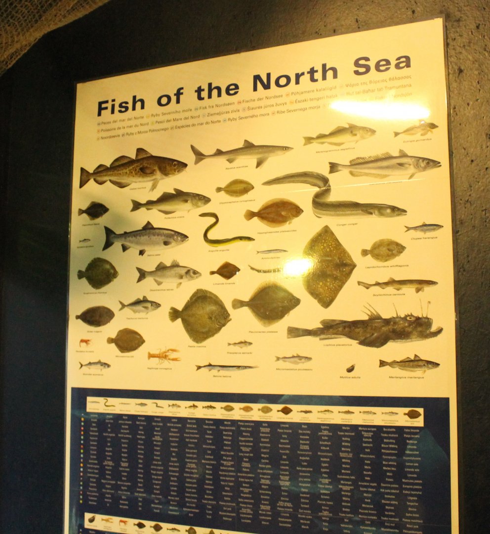 Fish-info Poster