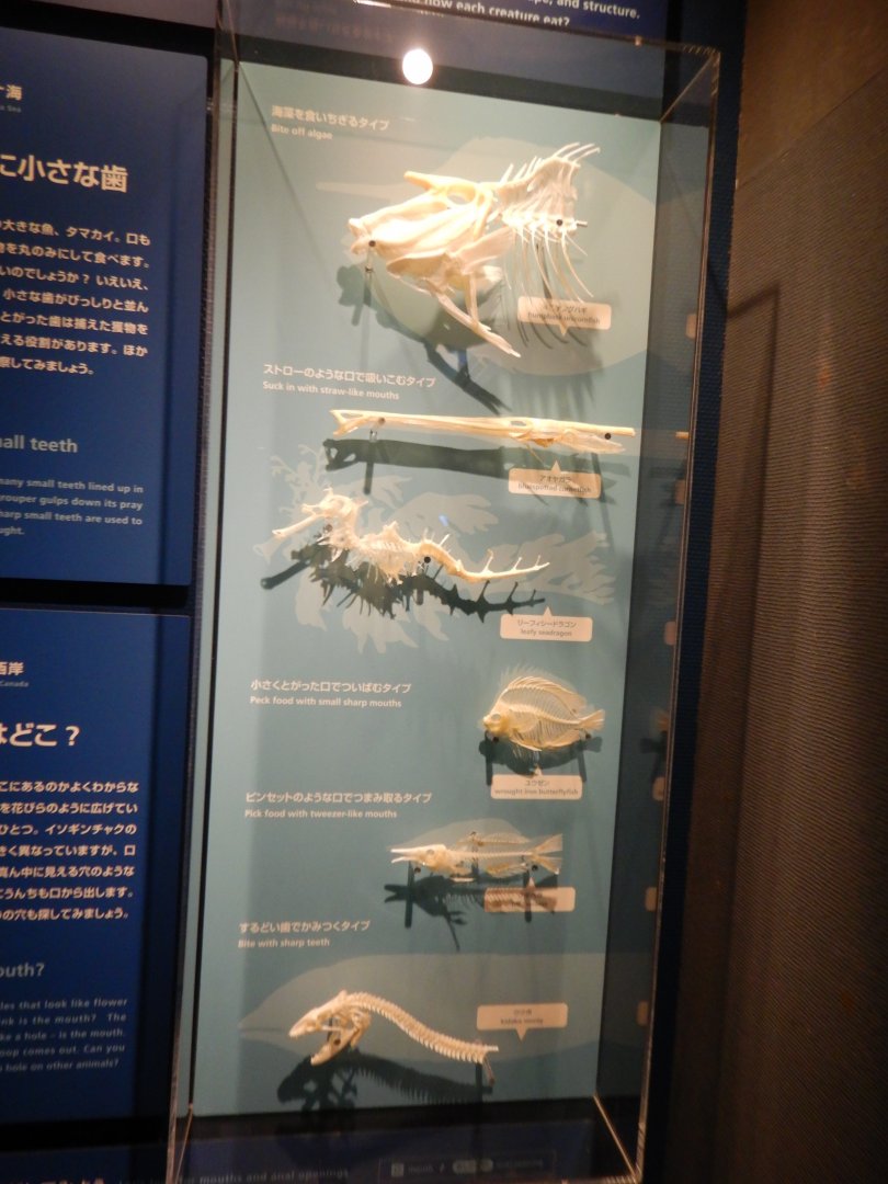 Fish Jaws Display