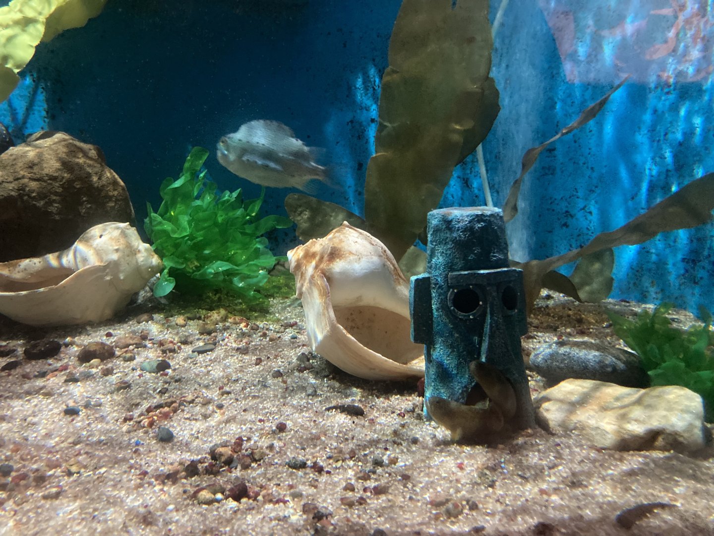 Fish Living in Squidward's House