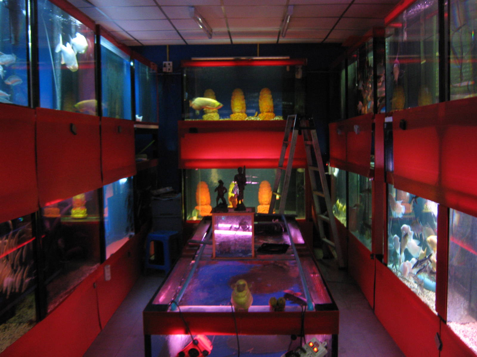 Fish market -- Chatuchak Weekend Market, Jan 2014