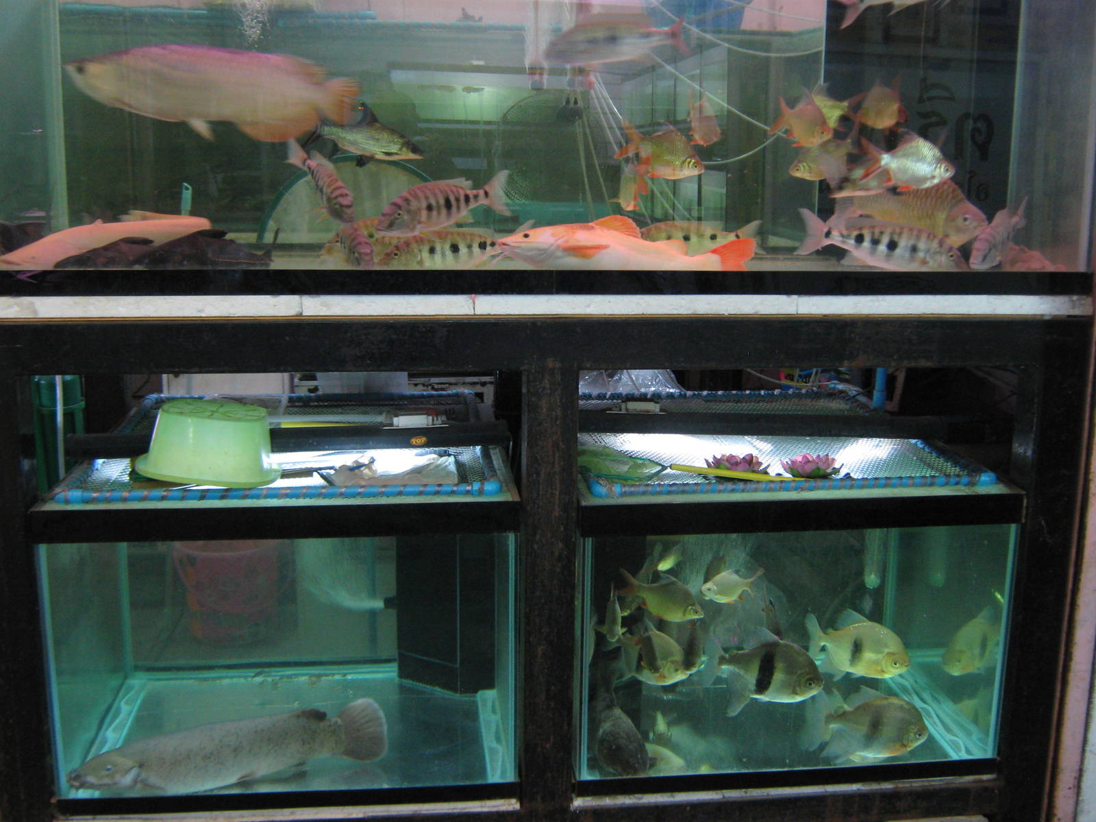 Fish market -- Chatuchak Weekend Market, Jan 2014