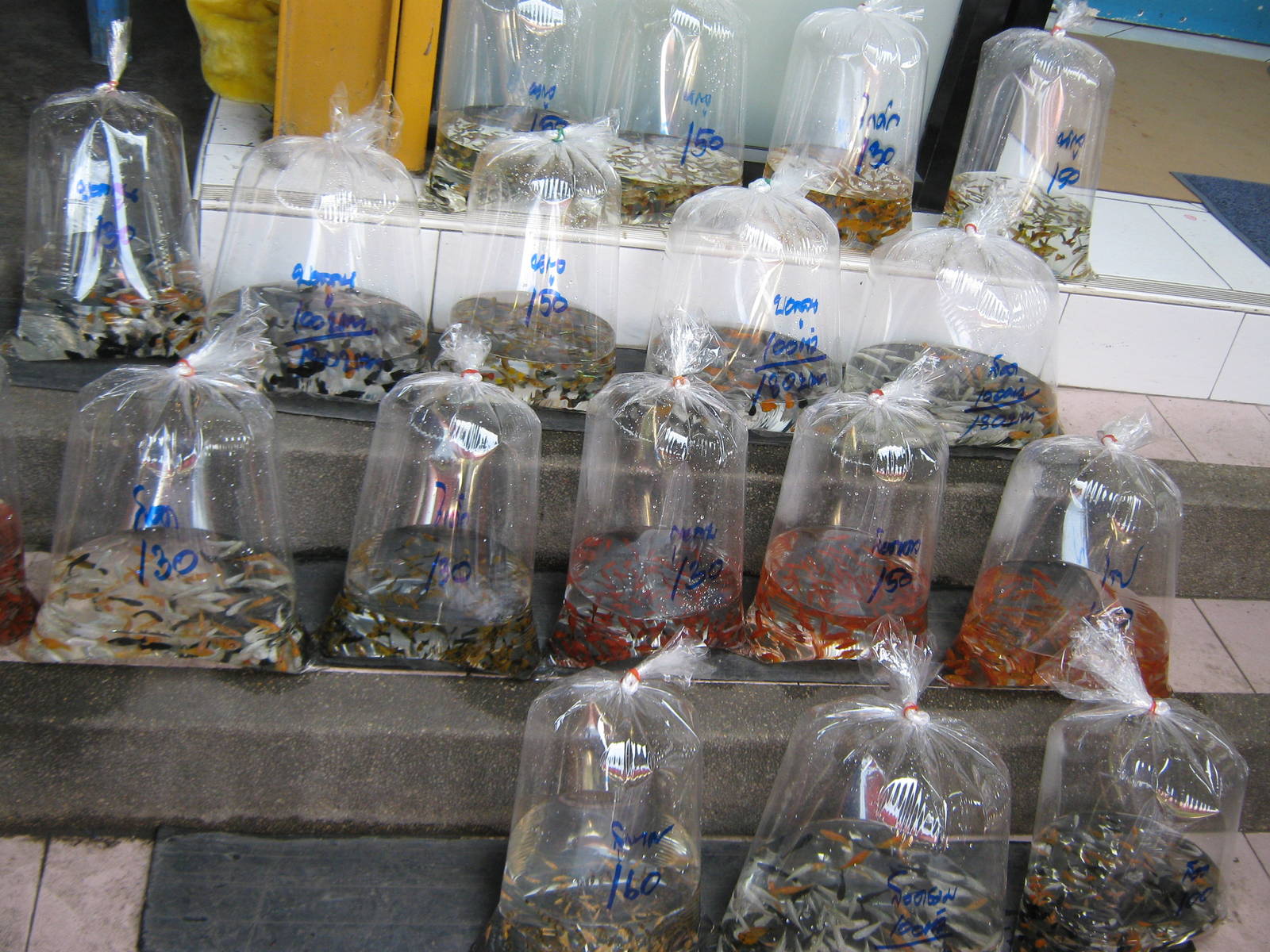 Fish market -- Chatuchak Weekend Market, Jan 2014