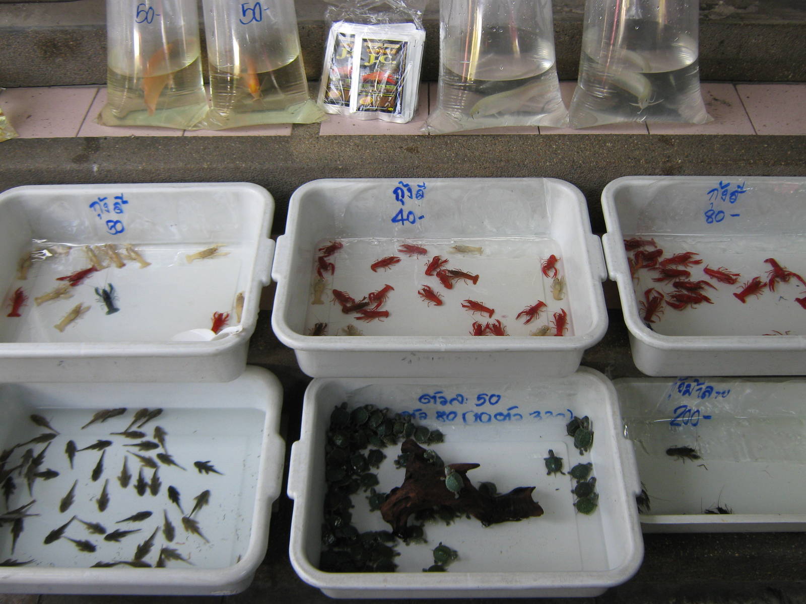 Fish market -- Chatuchak Weekend Market, Jan 2014