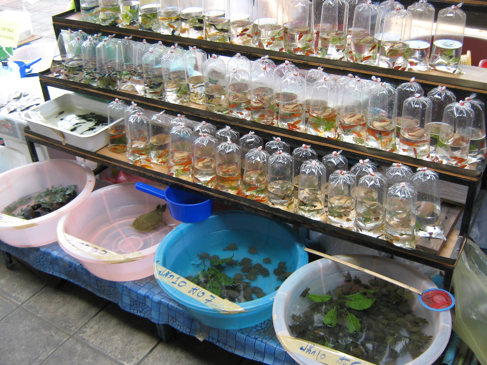 Fish market -- Chatuchak Weekend Market, Jan 2014