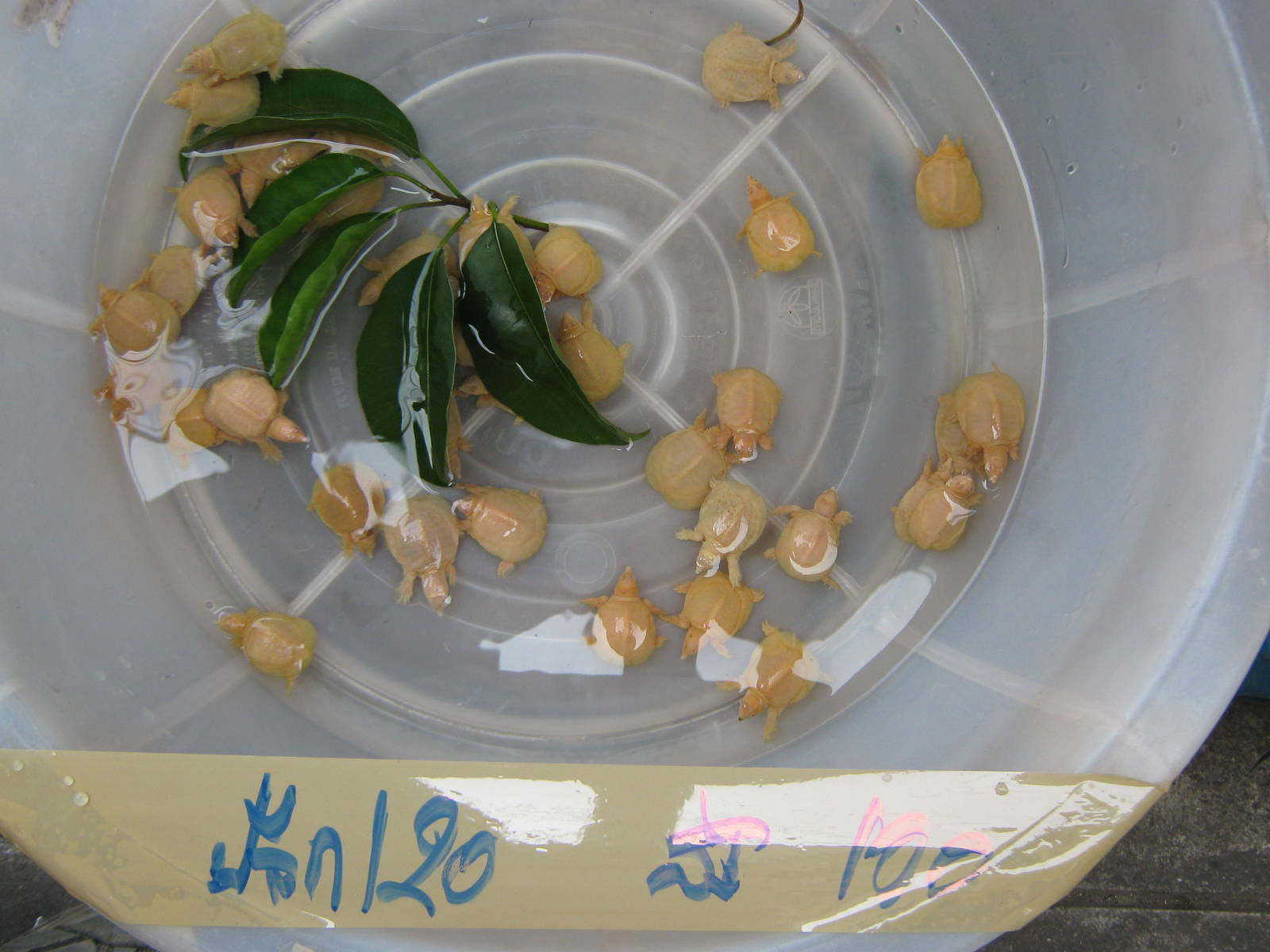 Fish market -- Chatuchak Weekend Market, Jan 2014