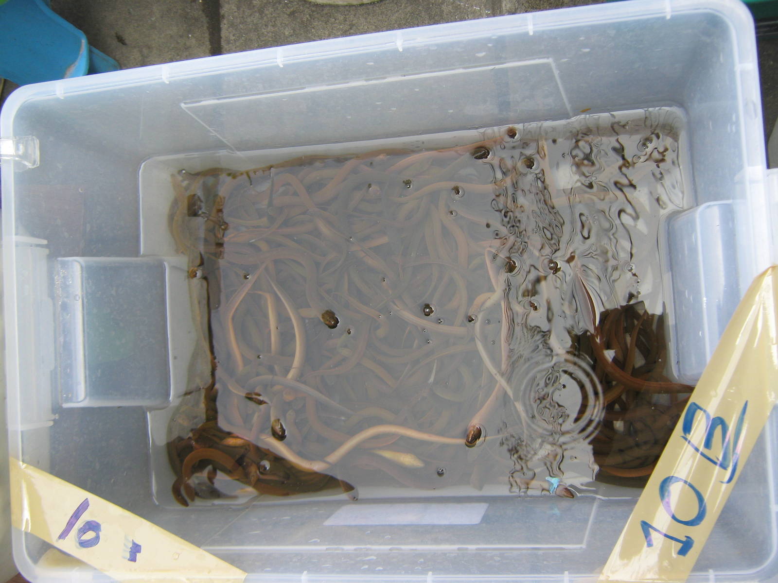 Fish market -- Chatuchak Weekend Market, Jan 2014