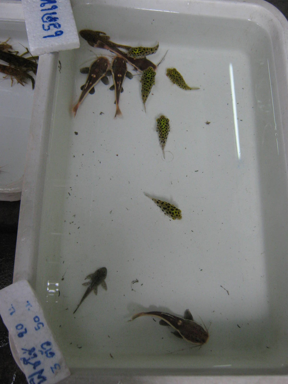 Fish market -- Chatuchak Weekend Market, Jan 2014