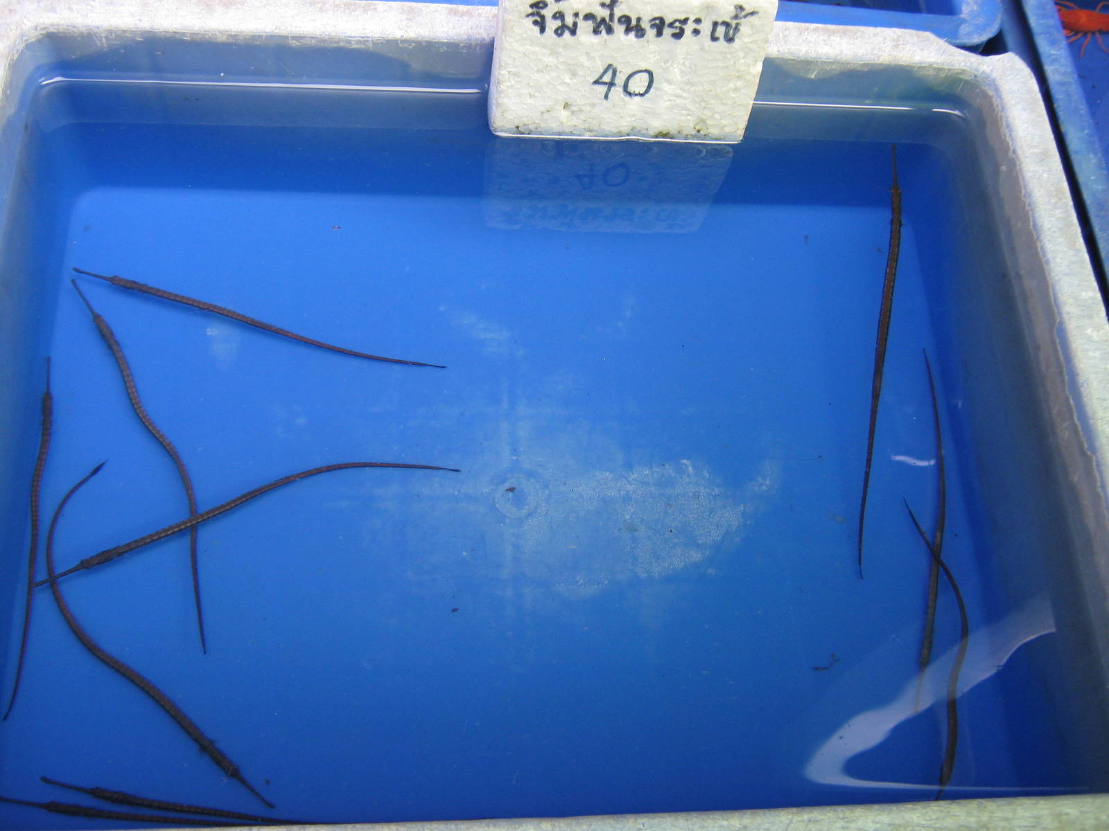 Fish market -- Chatuchak Weekend Market, Jan 2014