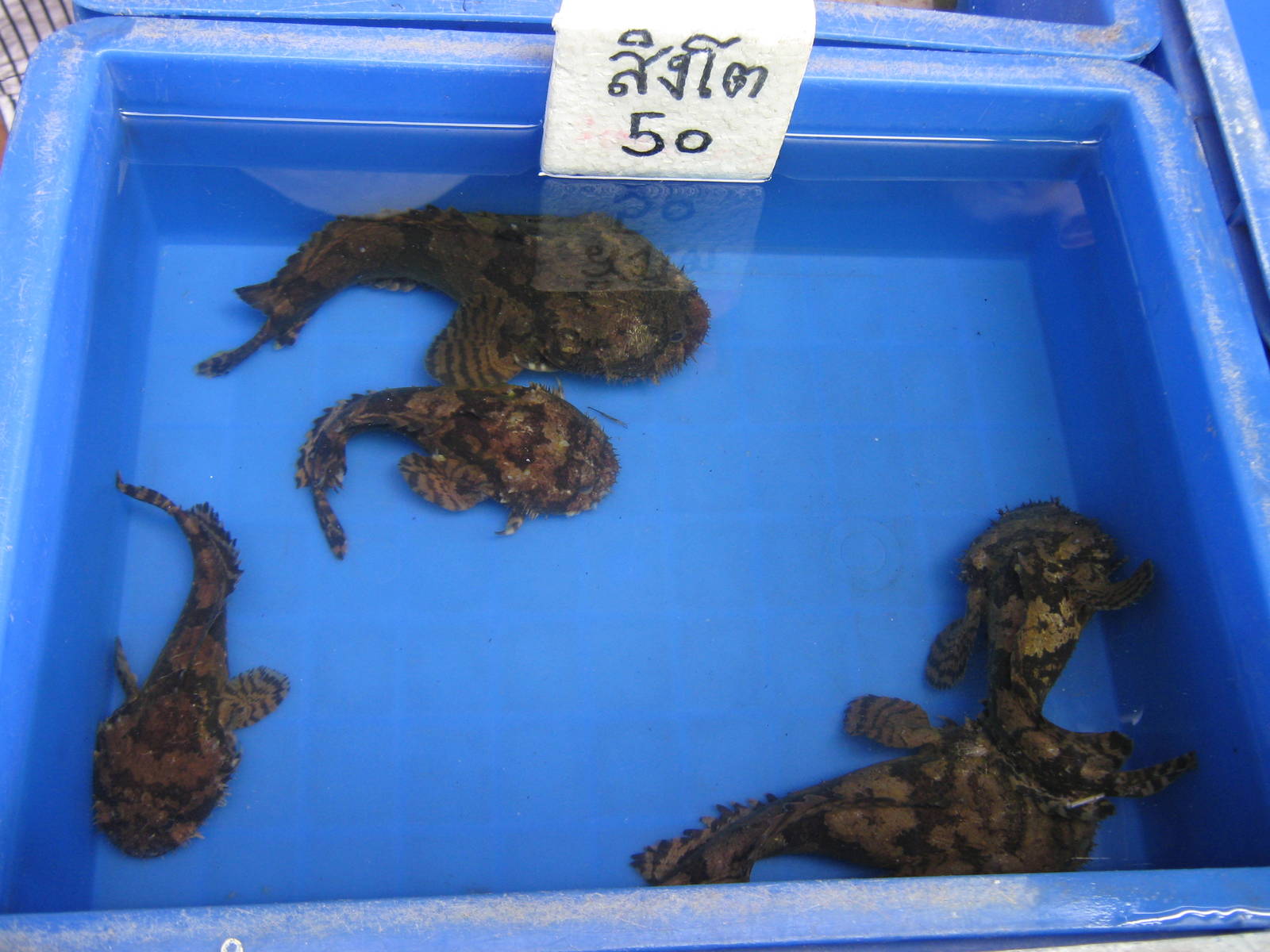 Fish market -- Chatuchak Weekend Market, Jan 2014