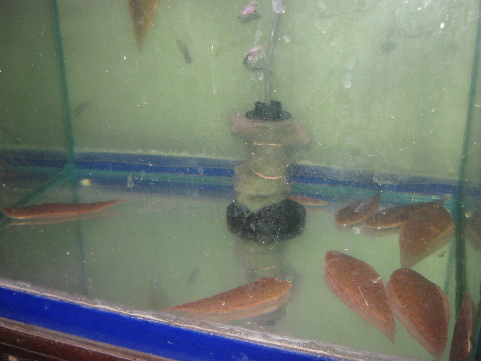 Fish market -- Chatuchak Weekend Market, Jan 2014