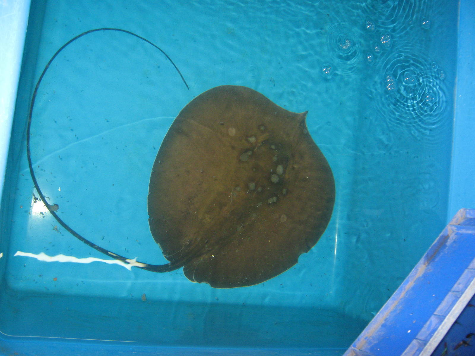 Fish market -- Chatuchak Weekend Market, Jan 2014