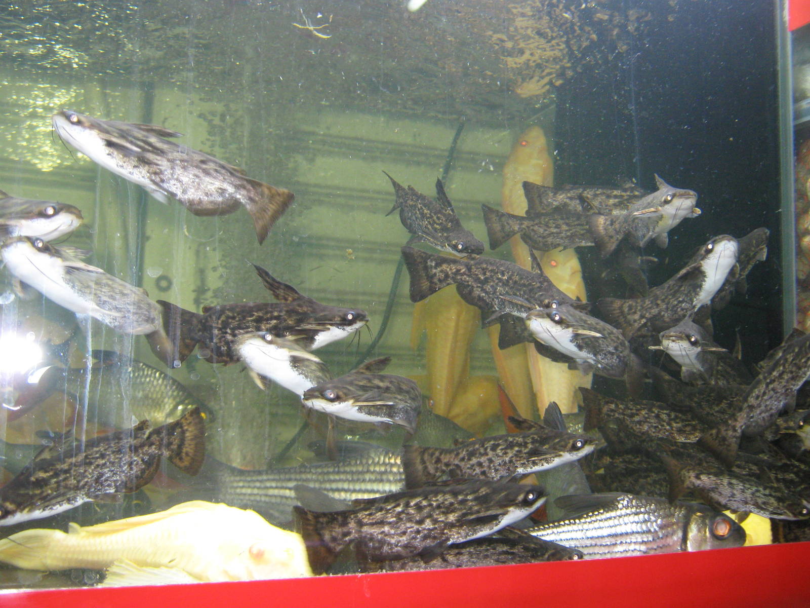 Fish market -- Chatuchak Weekend Market, Jan 2014
