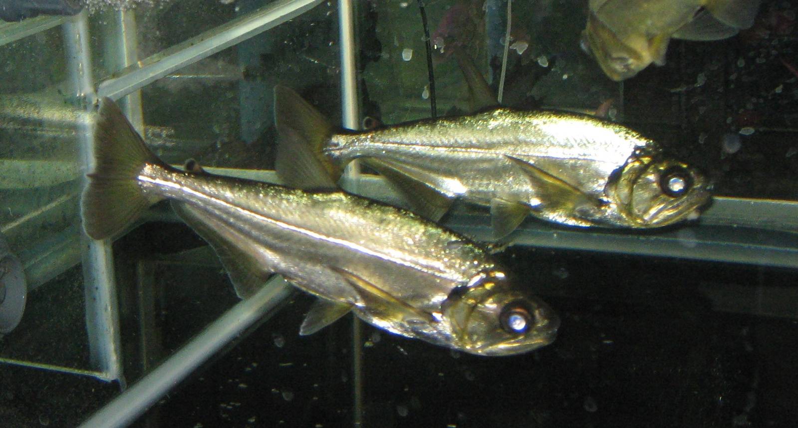 Fish Market -- Chatuchak Weekend Market, Jan 2014