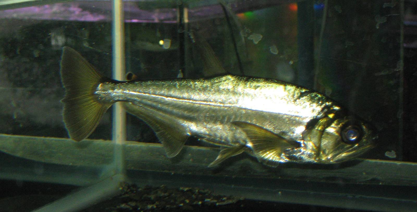 Fish Market -- Chatuchak Weekend Market, Jan 2014