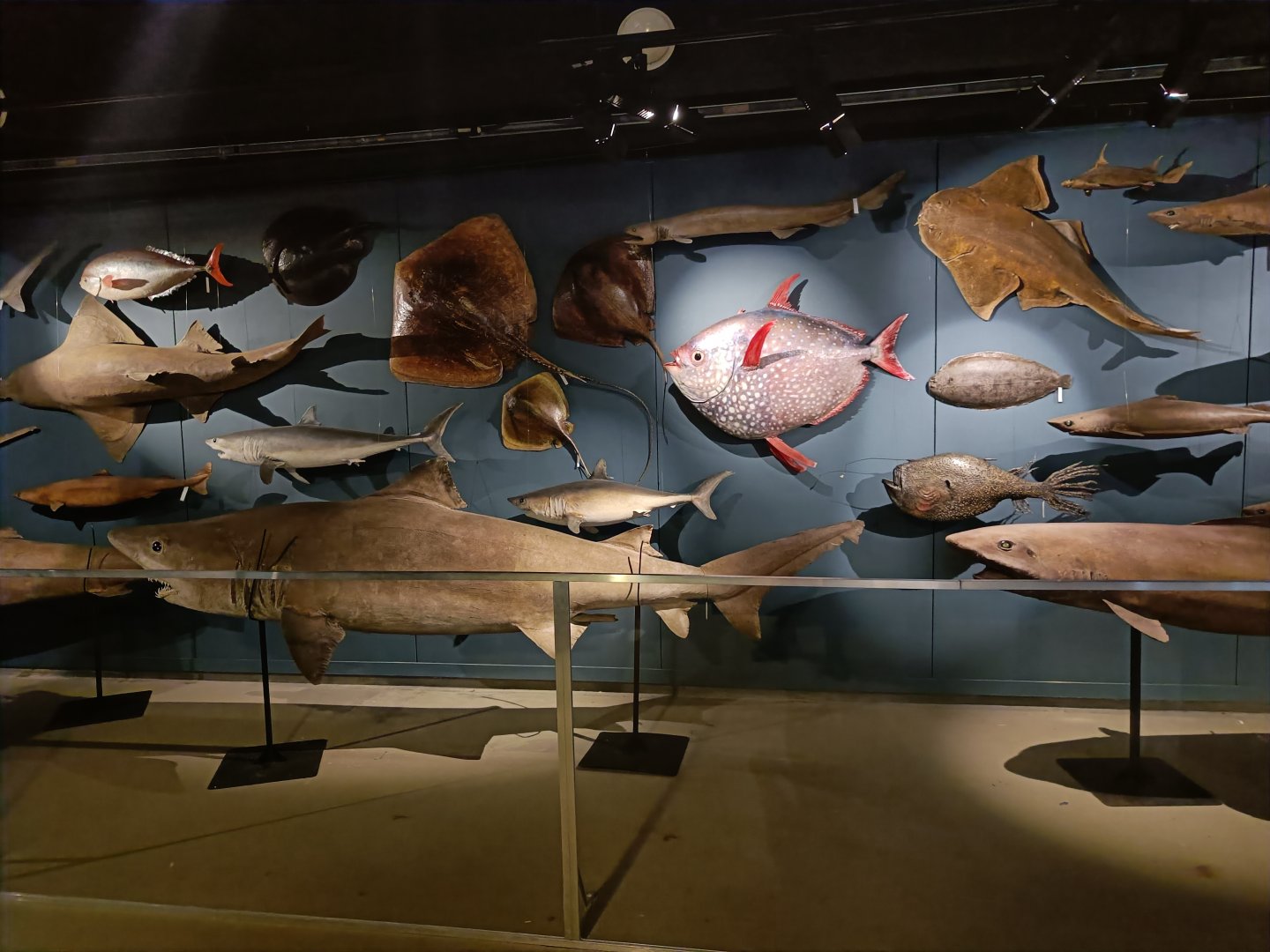 Fish model displays - Marinarium de Concarneau