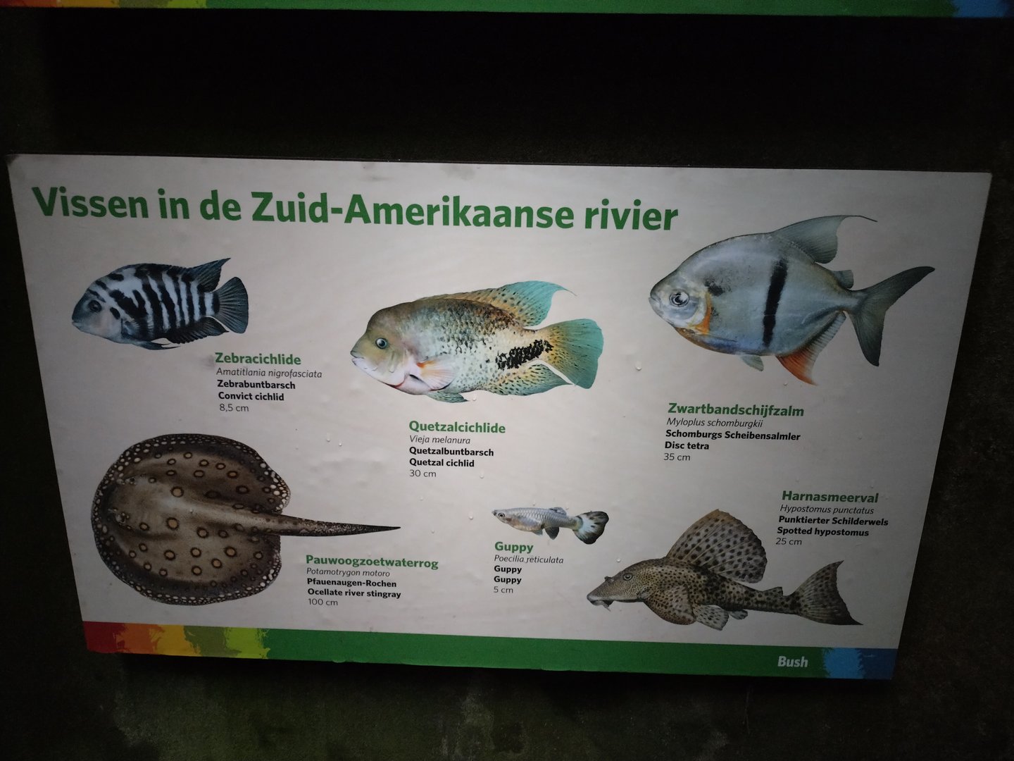 Fish of the caiman pond