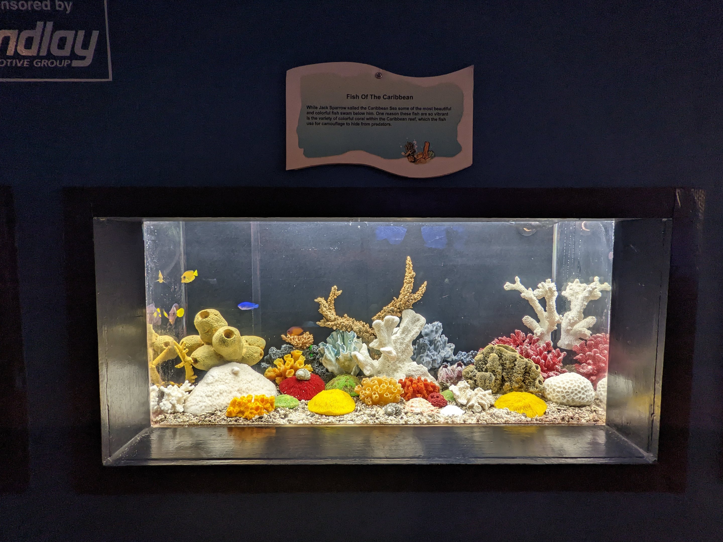 Fish of the Carribbean