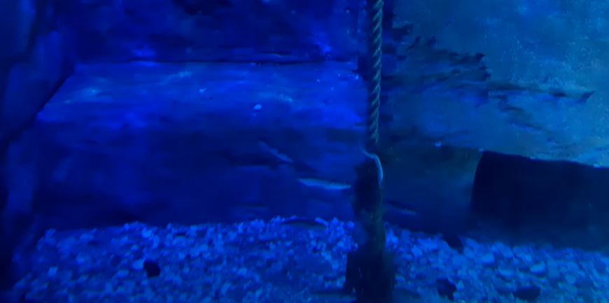 Fish please identify