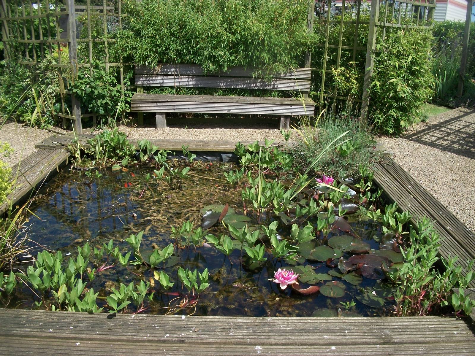 Fish pond, 19th June 2014
