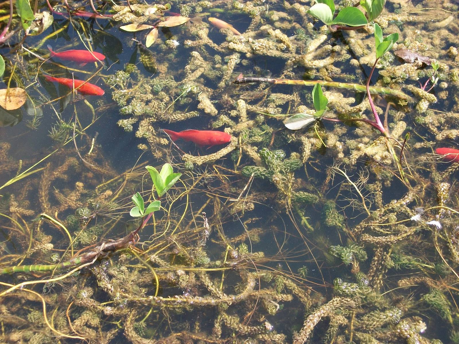 Fish pond, 19th June 2014