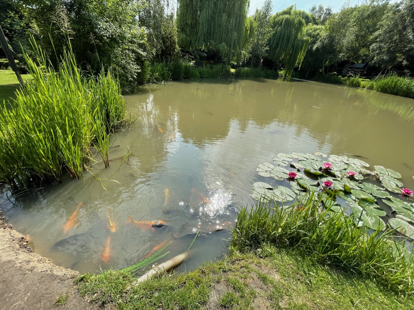 Fish Pond at Ponderosa Zoo (July 2021)