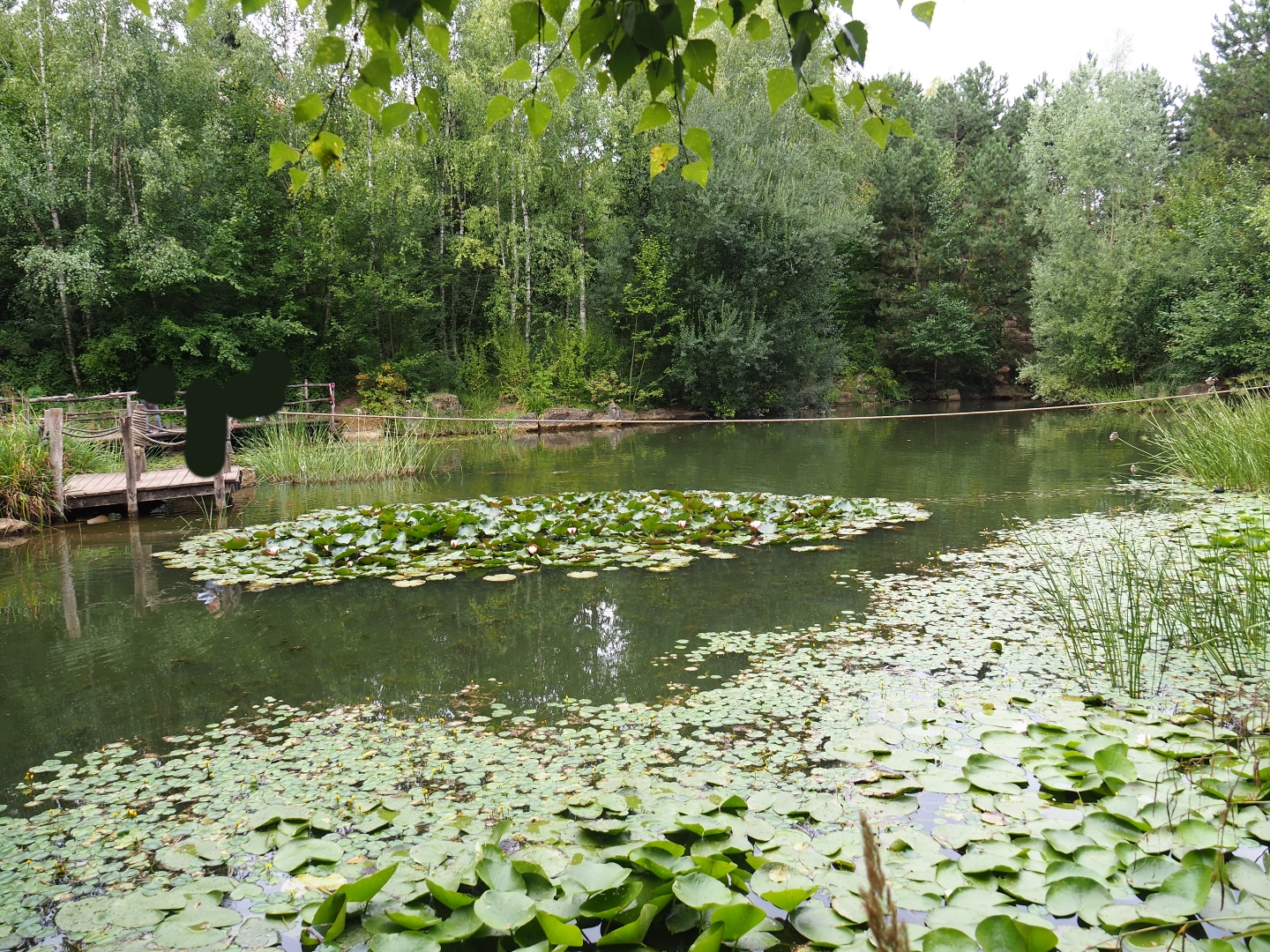 Fish pond (Aug 28th, 2018)