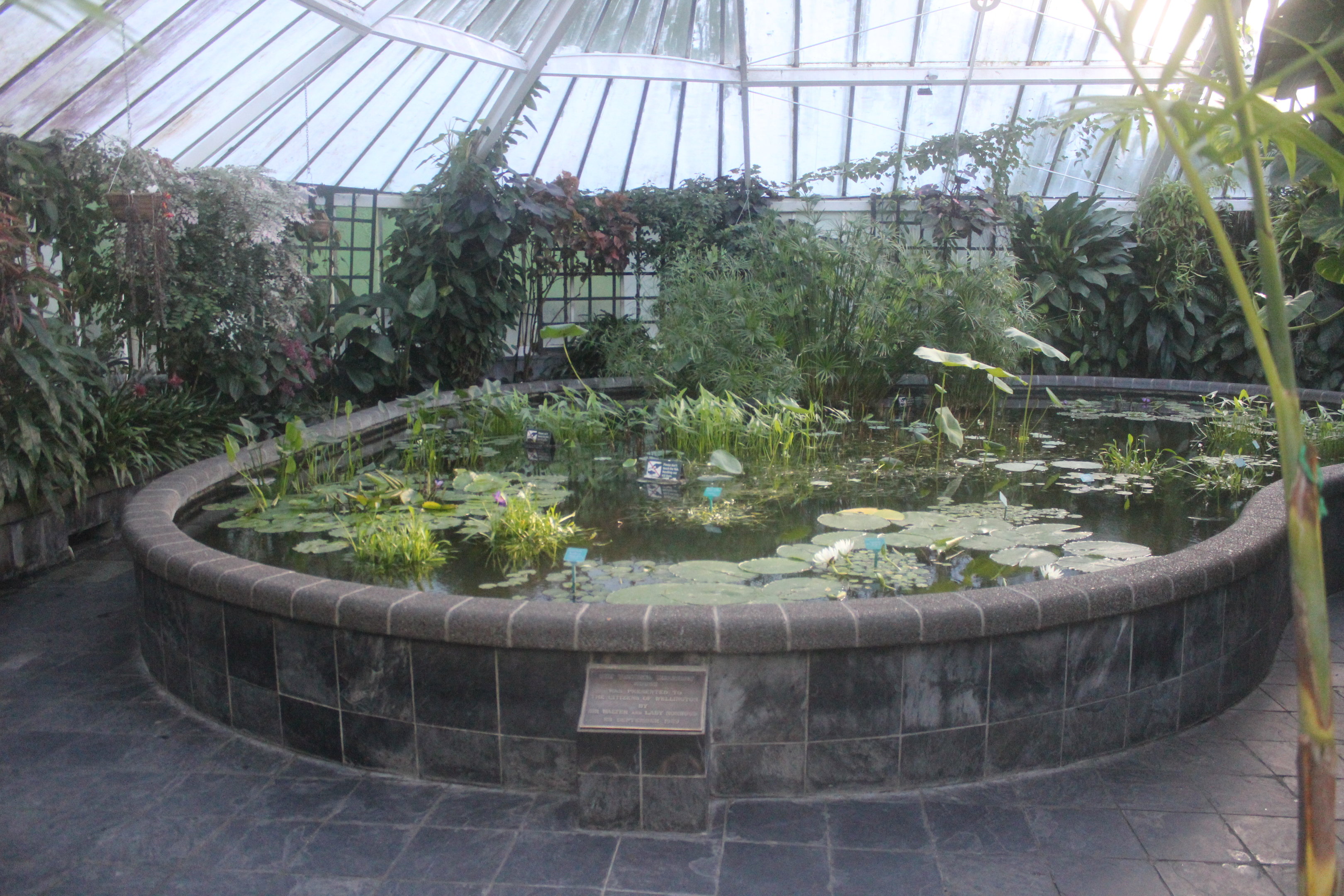 Fish pond, Begonia House (Wellington Botanic Garden)