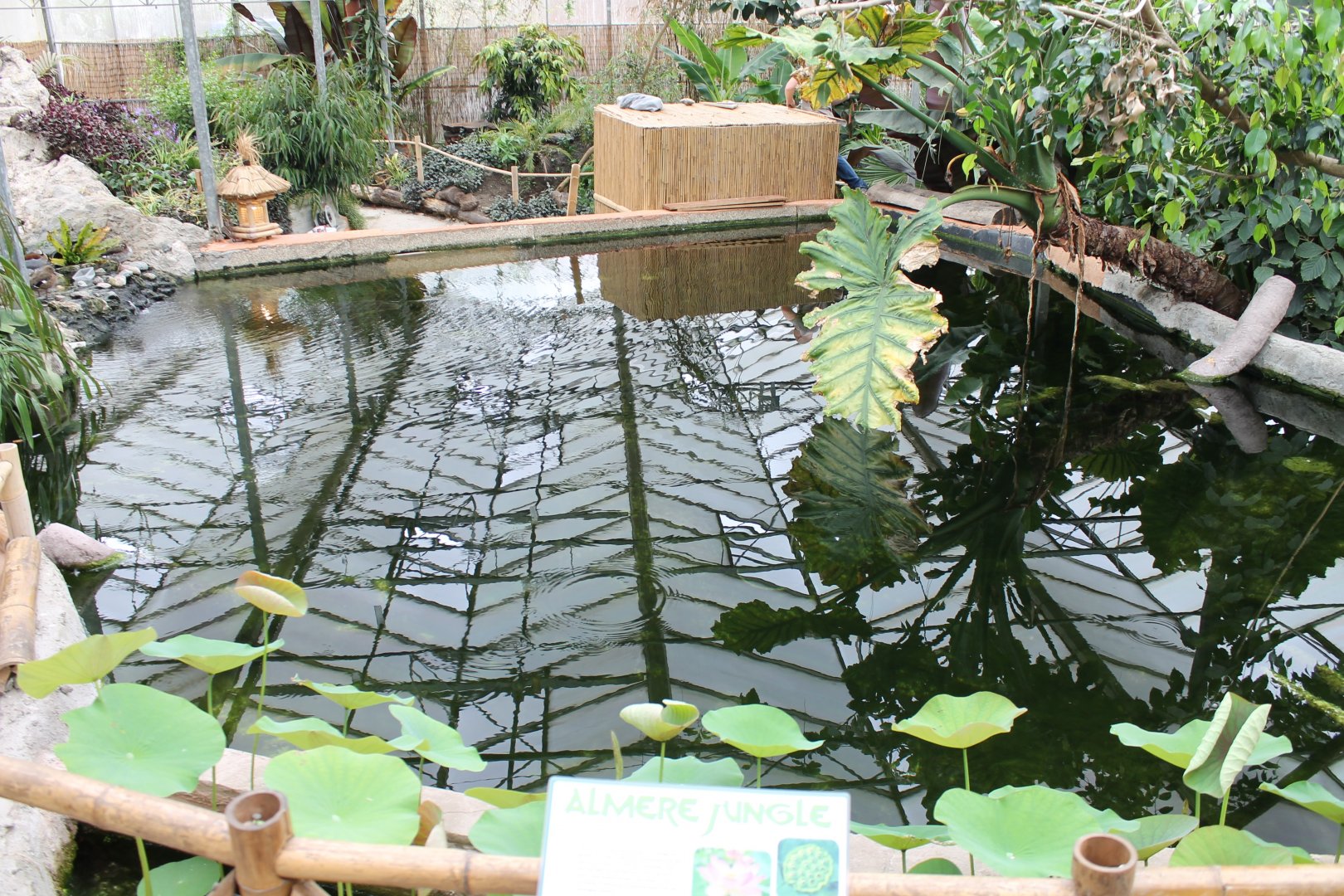 Fish-pond