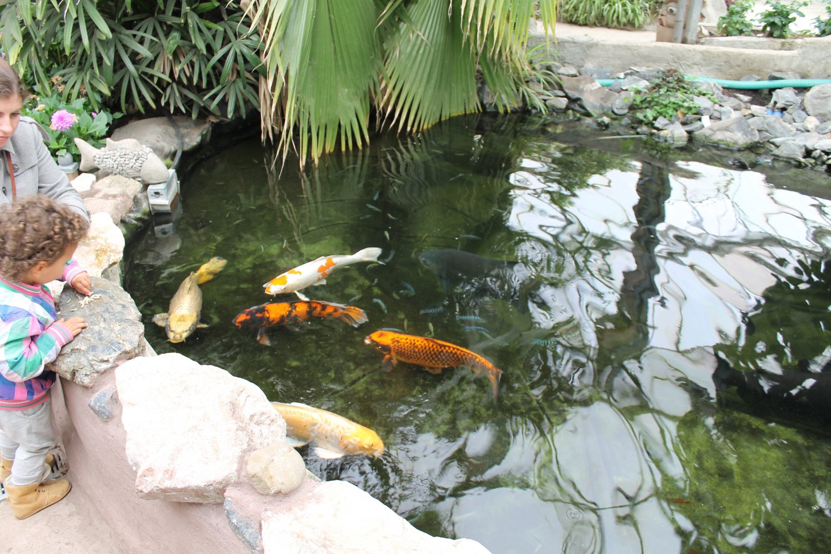 Fish-pond
