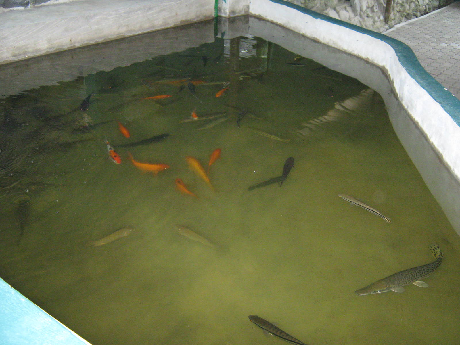 fish pond