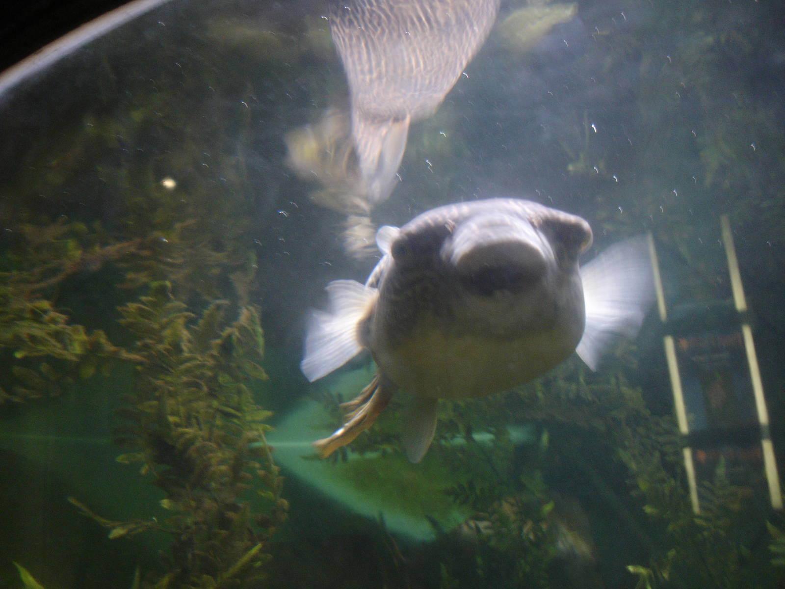 Fish (puffer) in tunnel