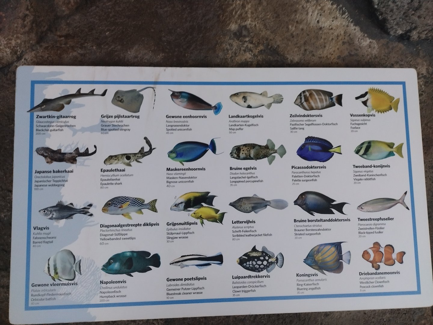 Fish signage in burgers ocean