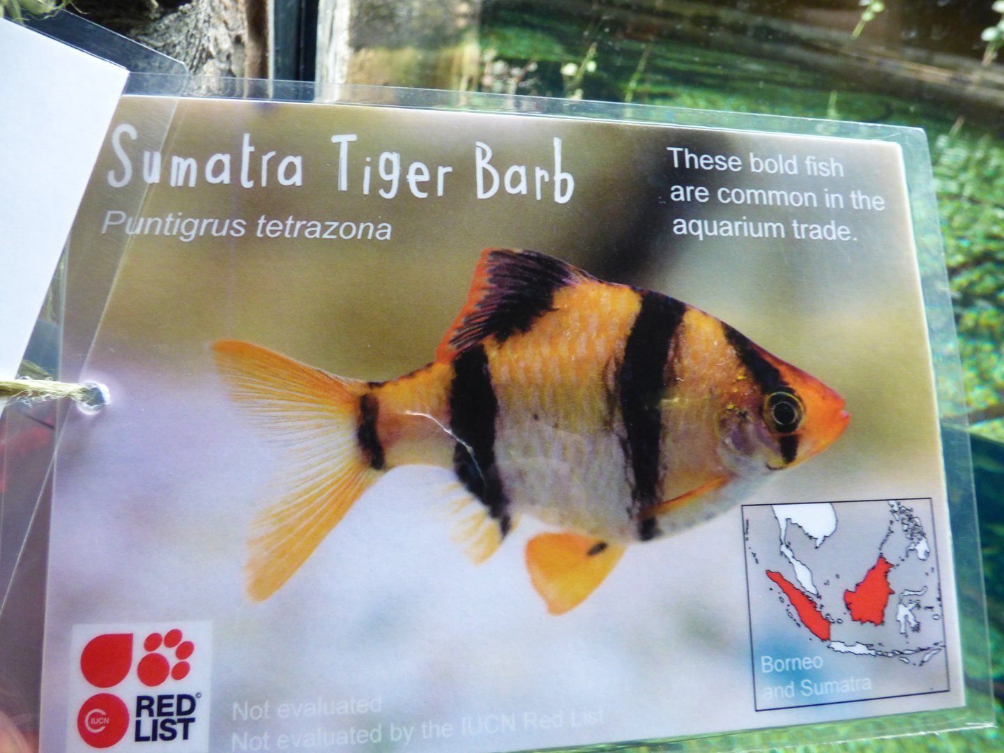 Fish Signage in Islands