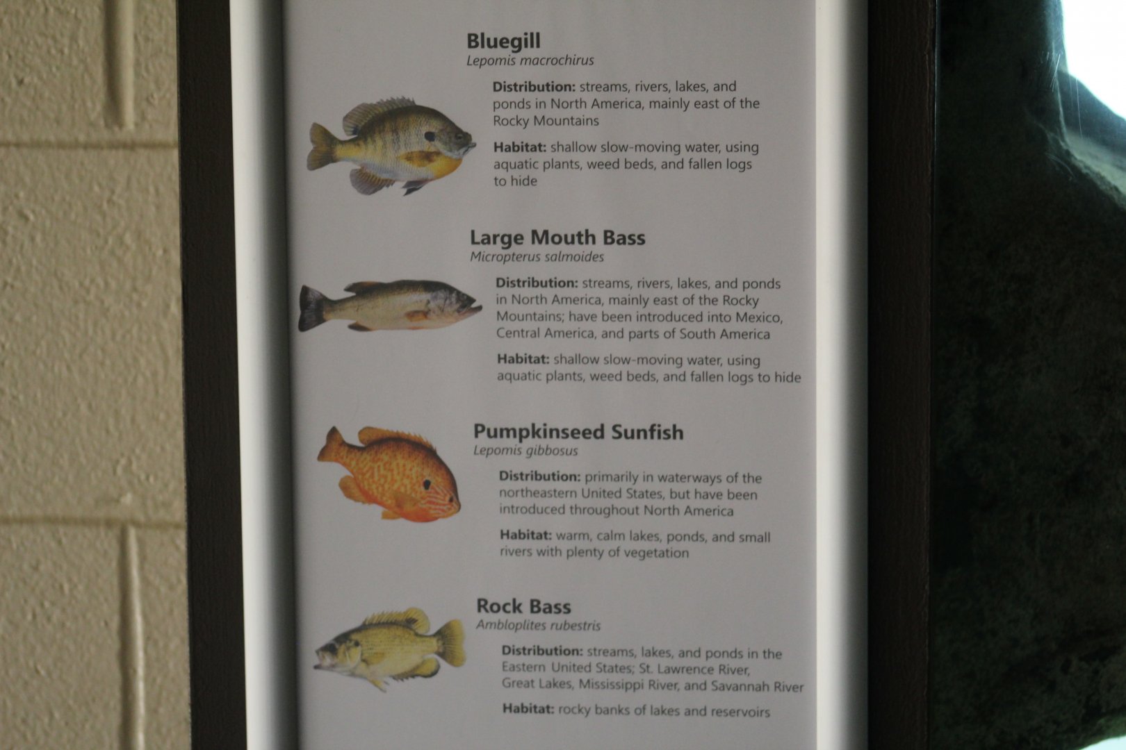 Fish Signage