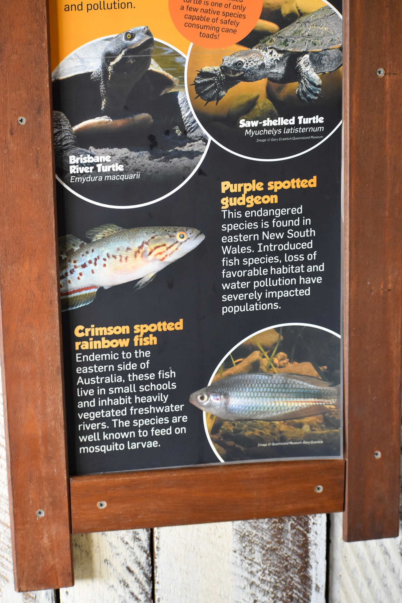 Fish Signage