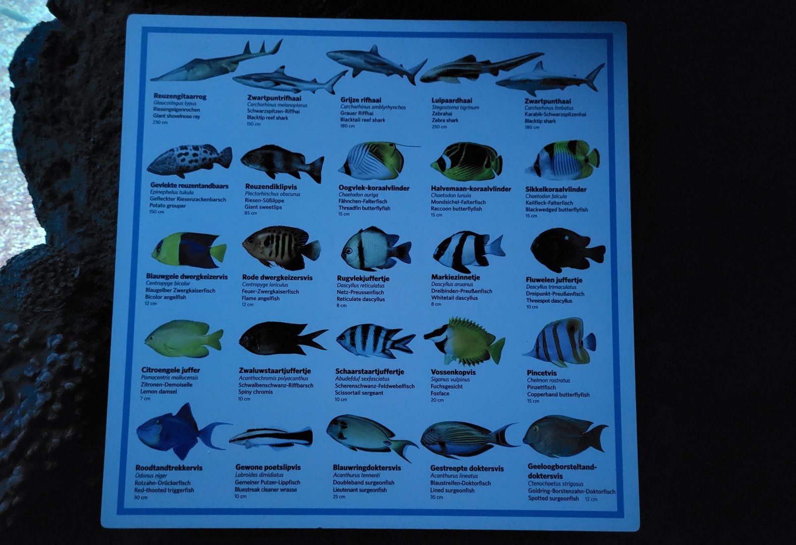Fish-signs of the Shark-basin at the Ocean