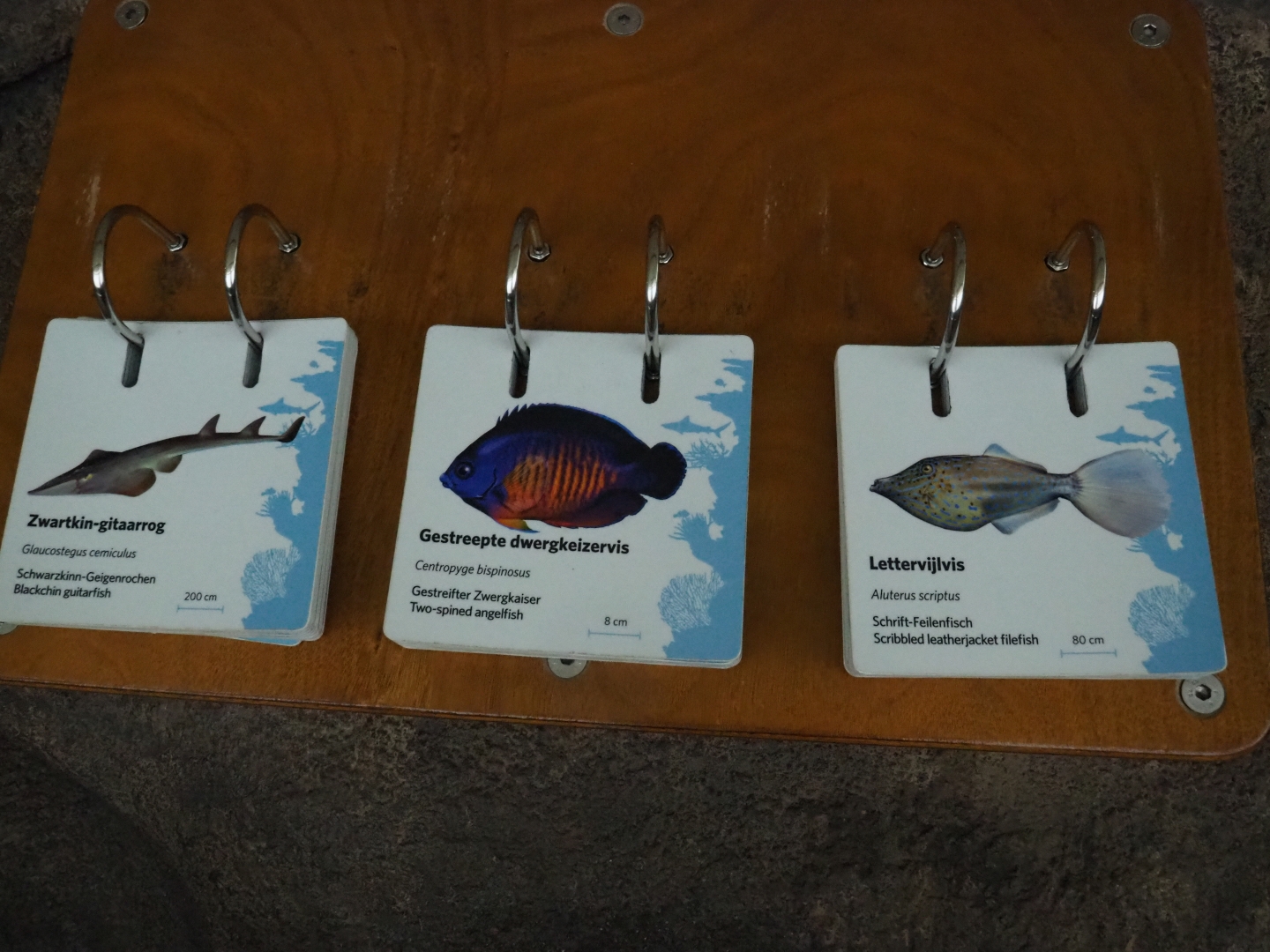 Fish signs (Sep 16th, 2018)