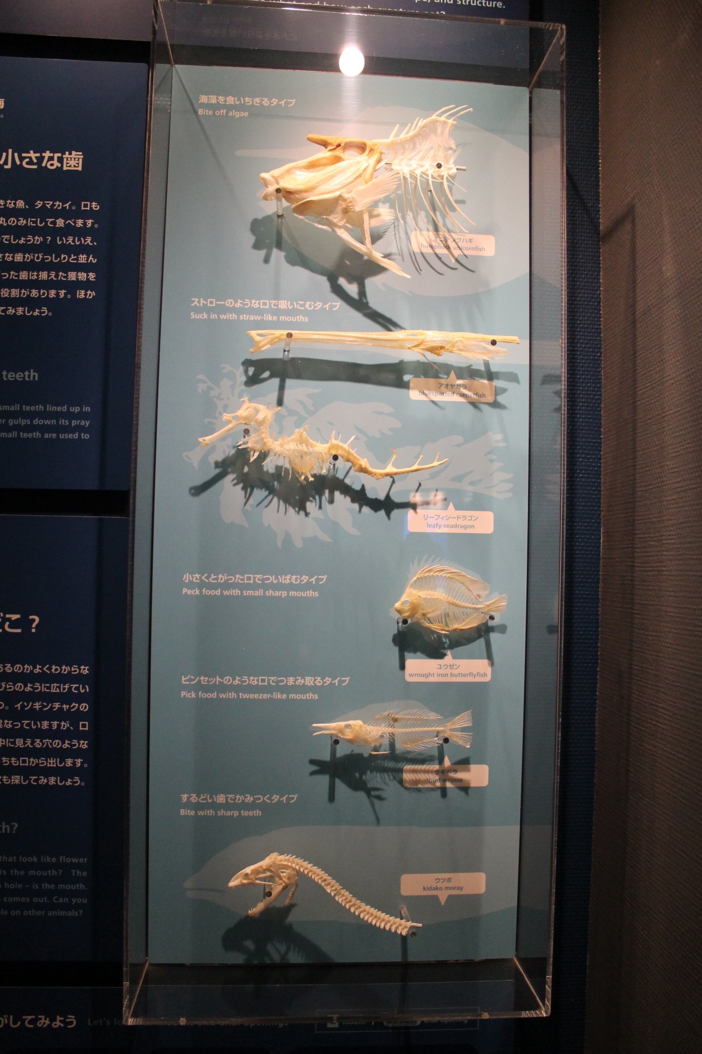 Fish skeleton display