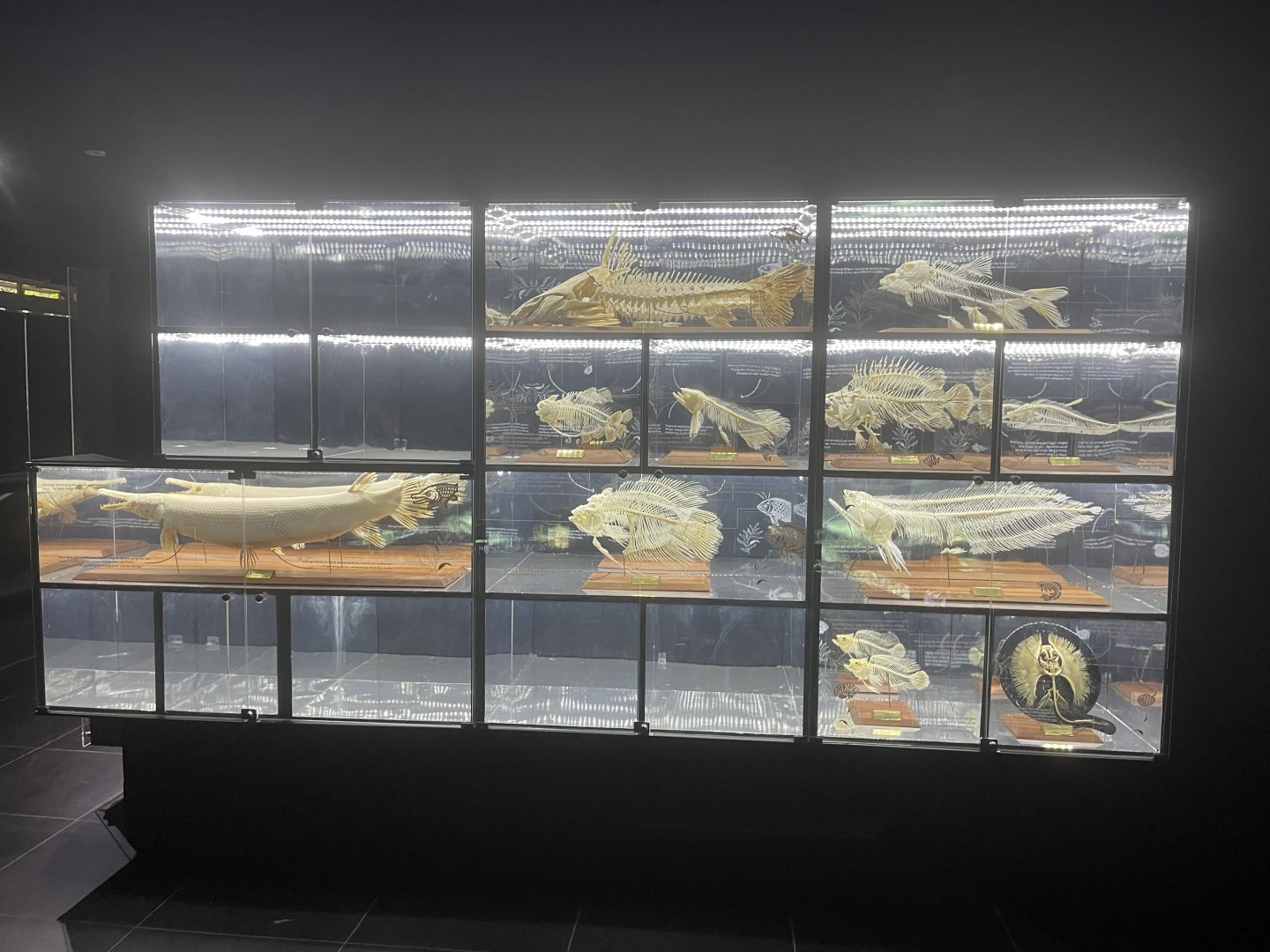 fish skulls - dunia air tawar