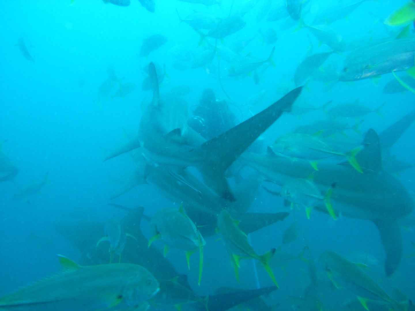 'Fish soup' with blacktip and dusky sharks (September 2012)