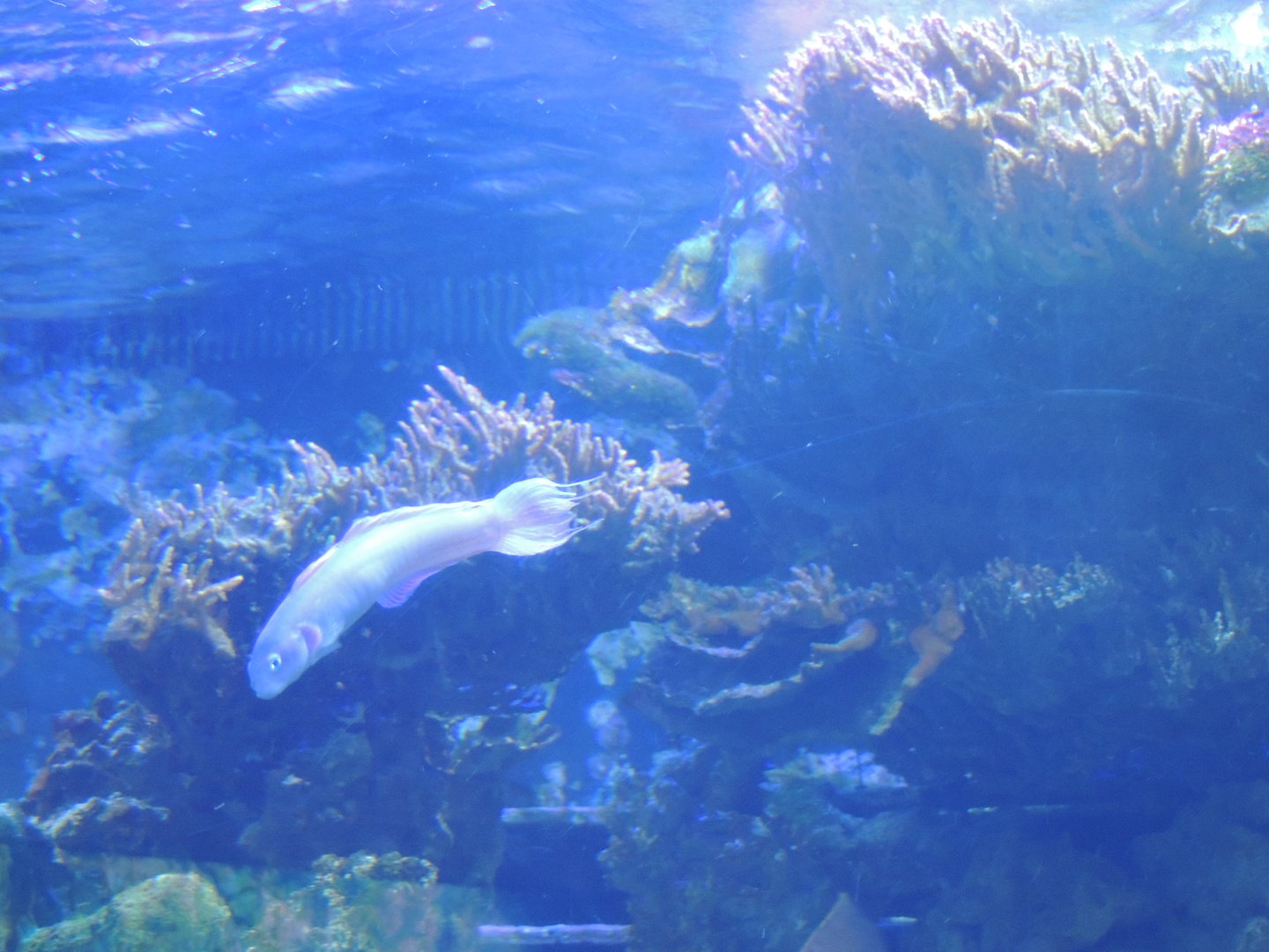 fish sp- dallas world acarium