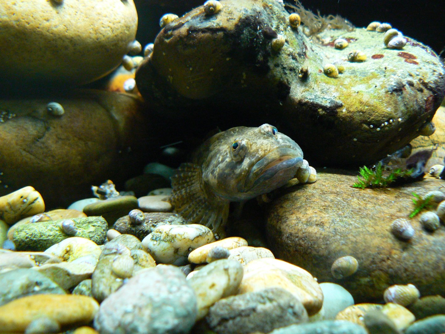 Fish Species - 4 June 2019