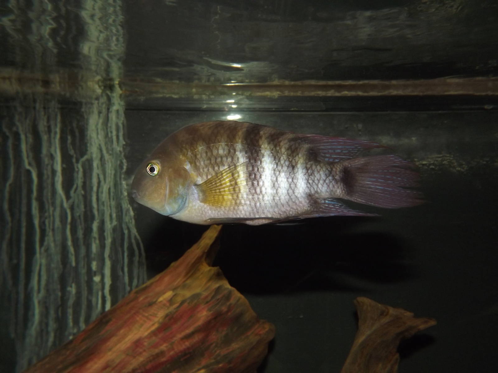 Fish species? at Flamingoland 19/02/12