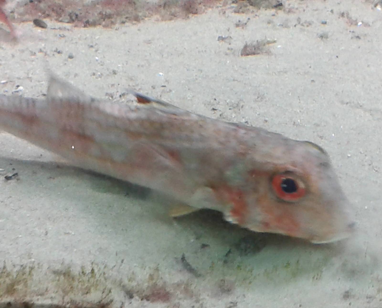 Fish species ID needed