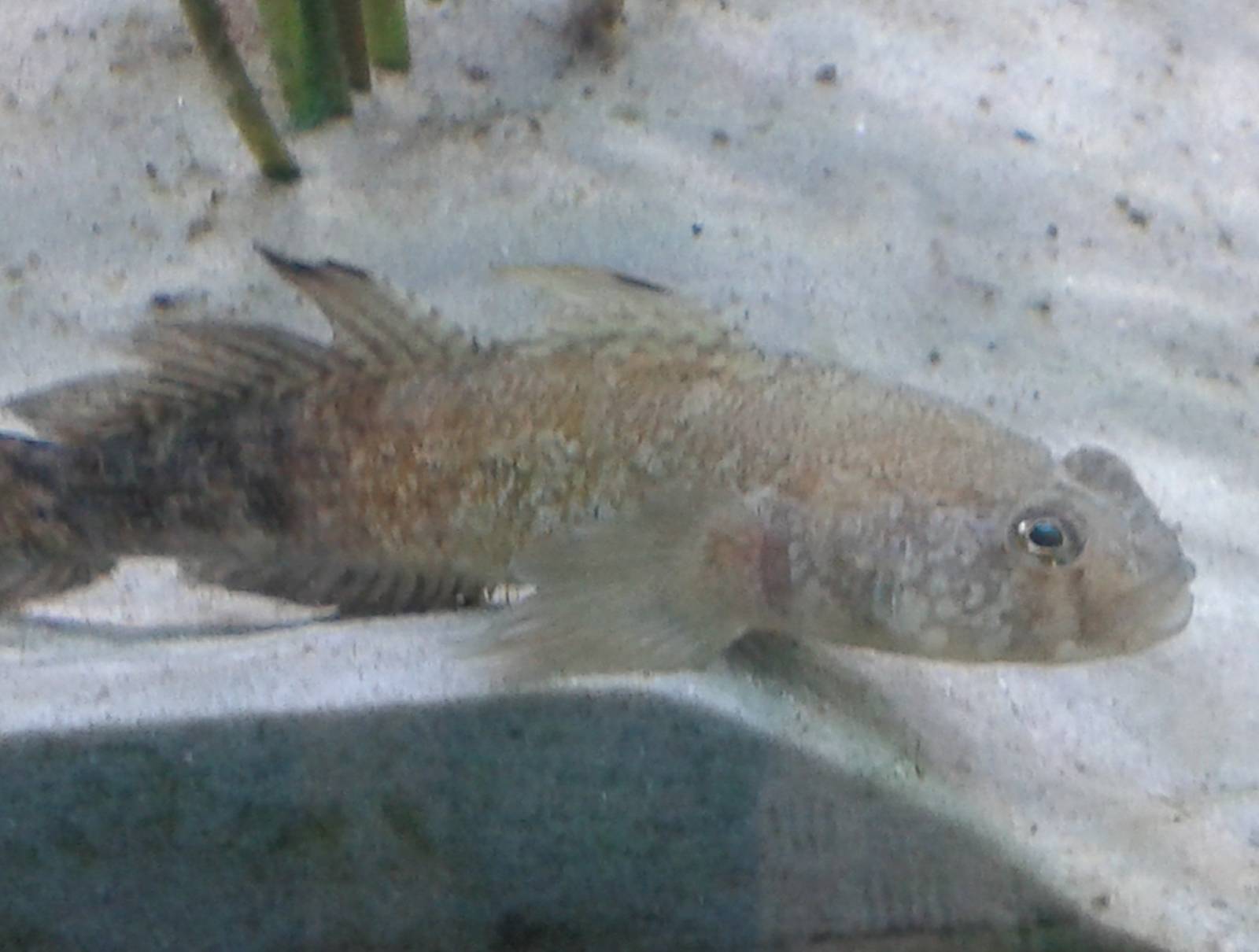 Fish species ID needed