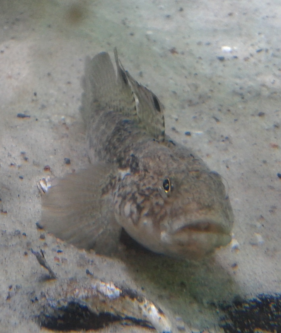 Fish species ID needed