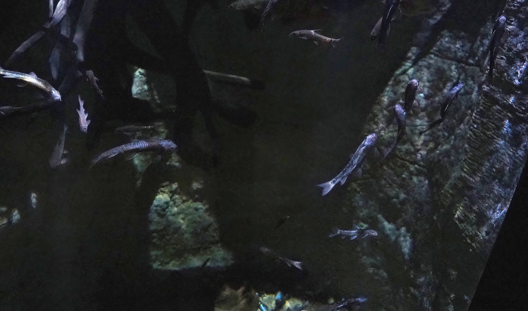 Fish species in piranha tank at Pairi Daiza, 2023-05-15